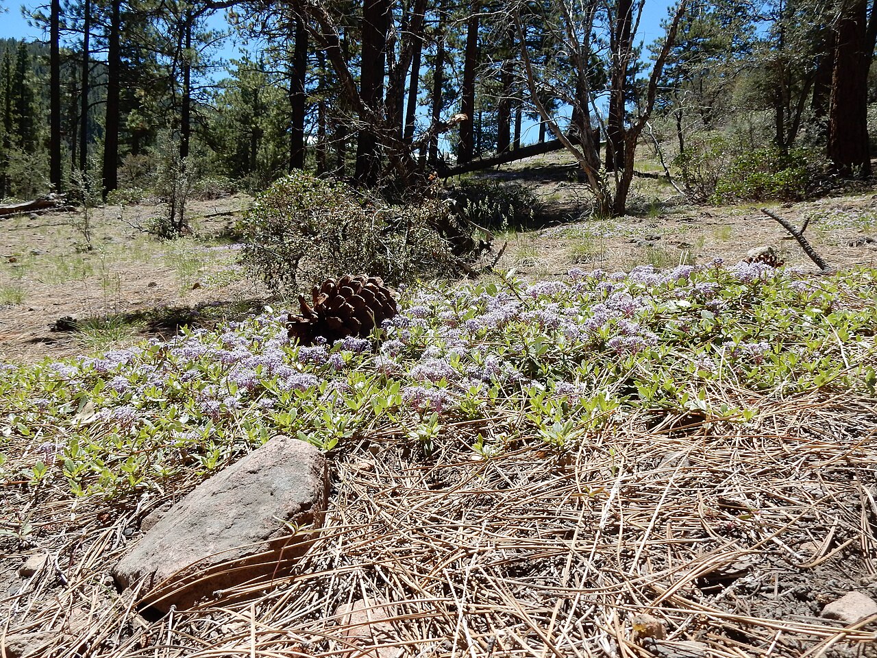 Prostrate ceanothus: A mat-forming subshrub generally in the understory of Jeffrey Pine and not much extending out into the adjacent sagebrush steppe or what remains of it. The flow