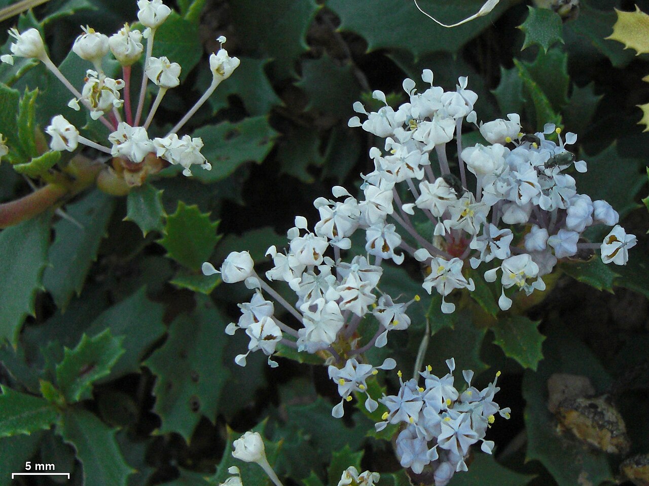 Prostrate ceanothus: Reno, Nevada, 20140528