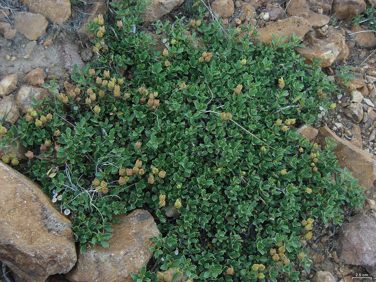 Prostrate ceanothus: Reno, Nevada, 20140528