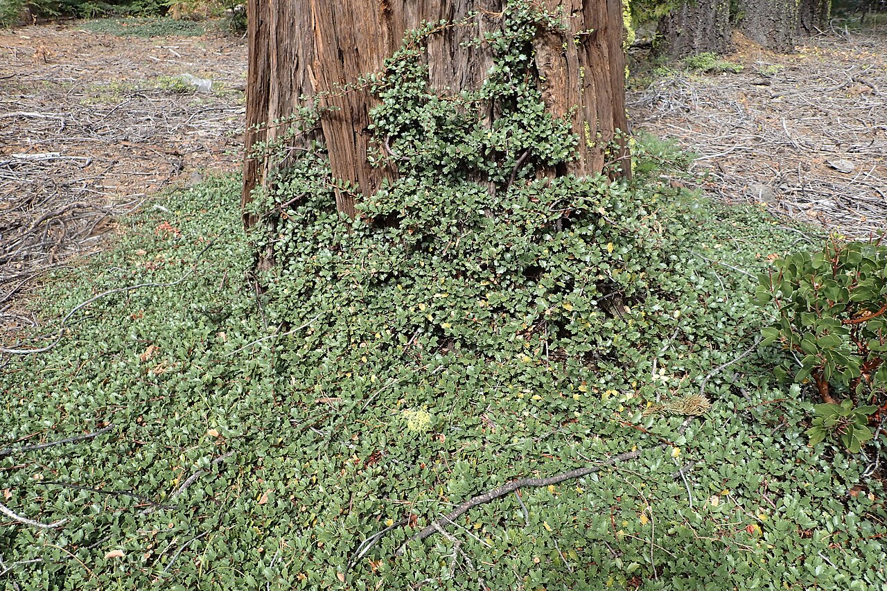 Prostrate ceanothus: Ceanothus prostratus near Manzanita Lake in Lassen National Park in California, USA