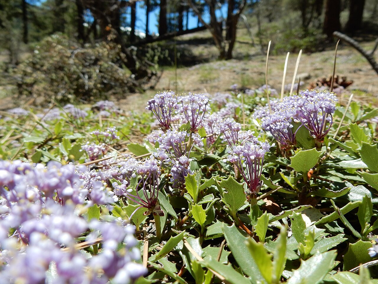 Prostrate ceanothus: A mat-forming subshrub generally in the understory of Jeffrey Pine and not much extending out into the adjacent sagebrush steppe or what remains of it. The flow