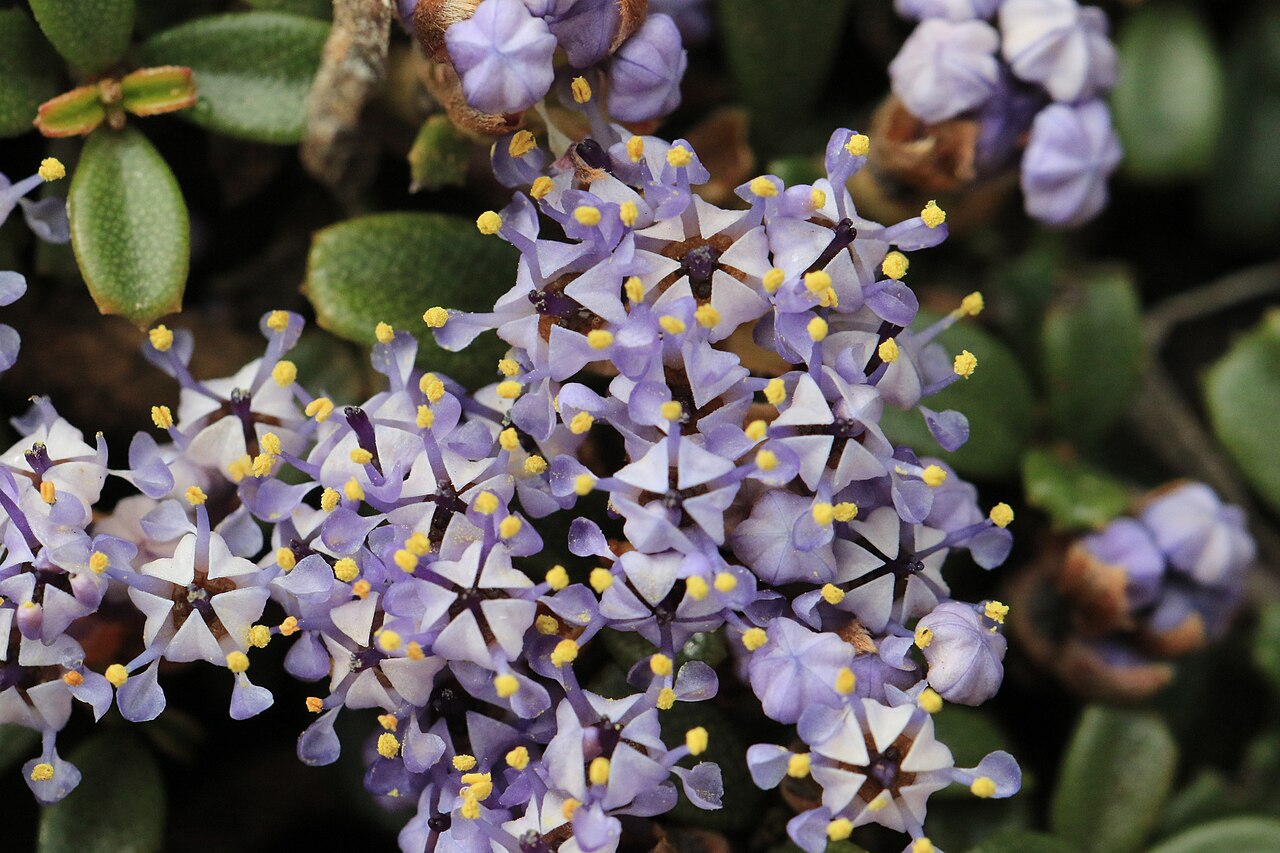 Dwarf ceanothus: Siskiyou Mat ( Ceanothus pumilus ) in the United States