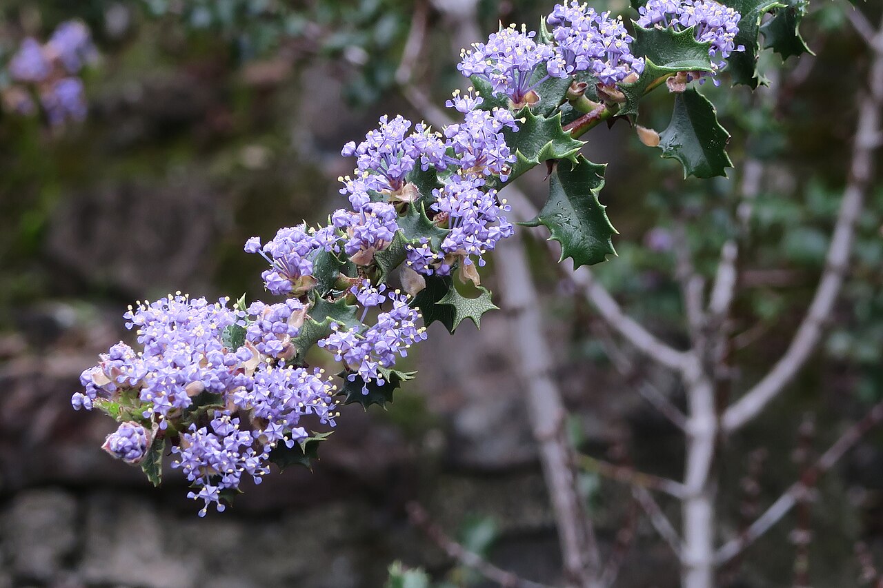 Hollyleaf ceanothus: Ceanothus purpureus—Napa ceanothus. Included in the CNPS Inventory of Rare and Endangered Plants on list 1B.2