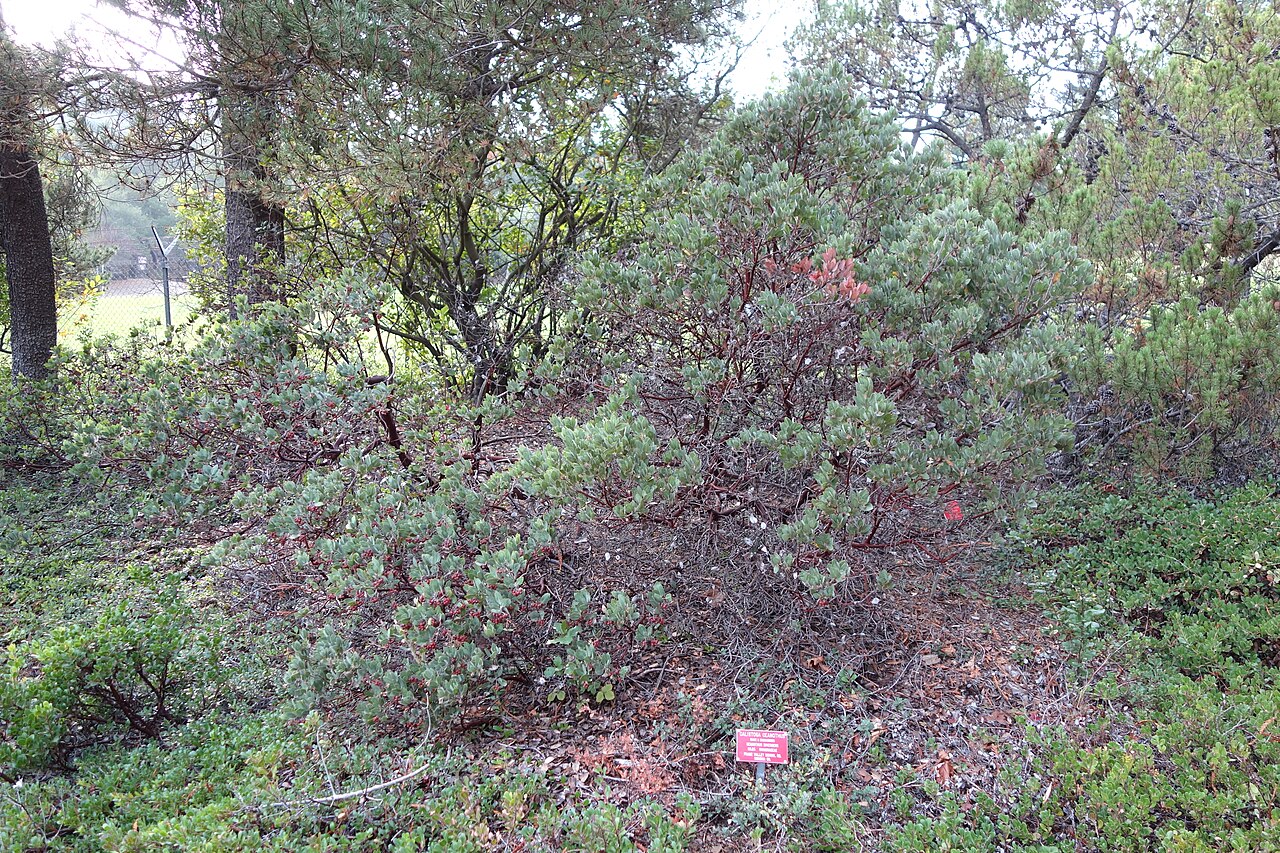 Hollyleaf ceanothus: Botanical specimen in the Regional Parks Botanic Garden, Berkeley, California, USA.