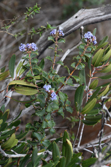 Hollyleaf ceanothus (Ceanothus purpureus)