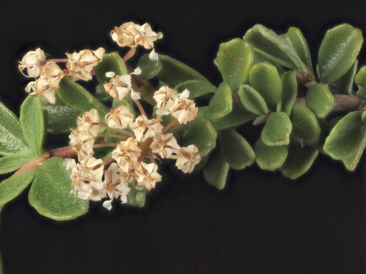 Pine Hill buckbrush: Ceanothus roderickii—Pine Hill ceanothus. Included in the CNPS Inventory of Rare and Endangered Plants on list 1B.1 (rare, threatened, or endangered in CA and e