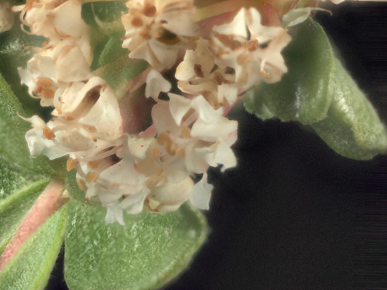 Pine Hill buckbrush: Ceanothus roderickii—Pine Hill ceanothus. Included in the CNPS Inventory of Rare and Endangered Plants on list 1B.1 (rare, threatened, or endangered in CA and e
