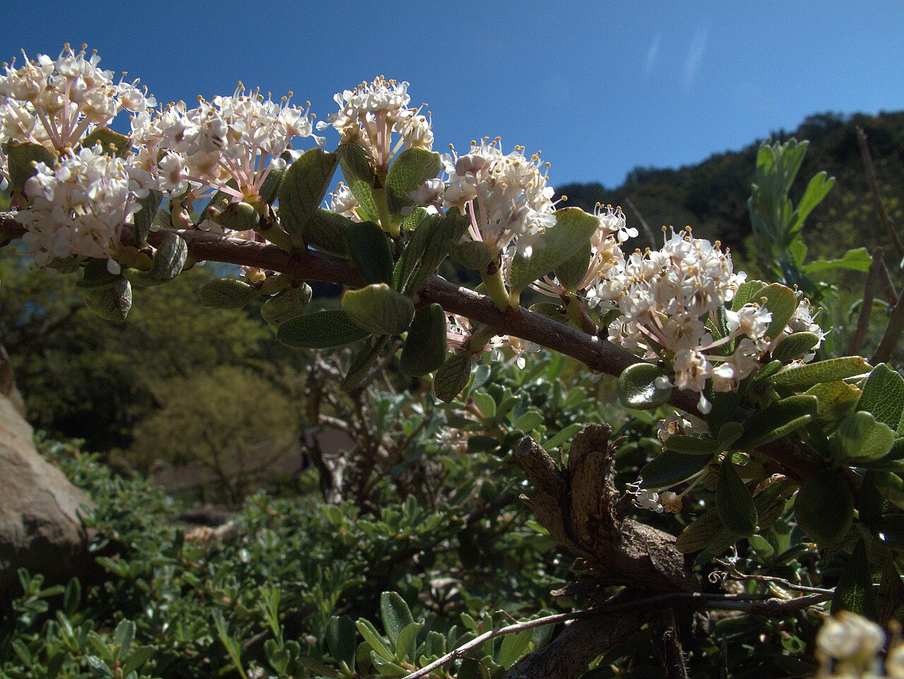 Pine Hill buckbrush: Ceanothus roderickii—Pine Hill ceanothus. Included in the CNPS Inventory of Rare and Endangered Plants on list 1B.1 (rare, threatened, or endangered in CA and e