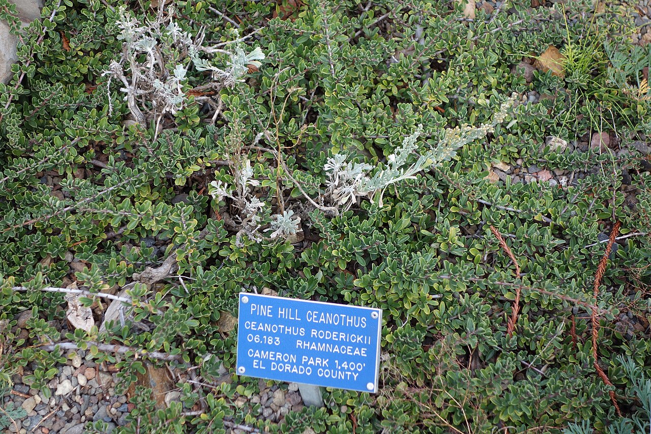 Pine Hill buckbrush: Botanical specimen in the Regional Parks Botanic Garden, Berkeley, California, USA.