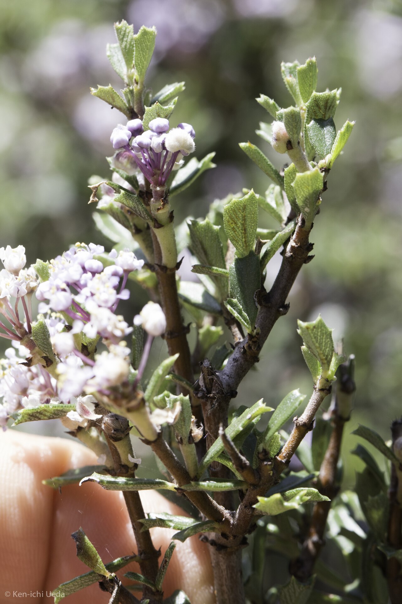 Sonoma ceanothus: Sonoma ceanothus