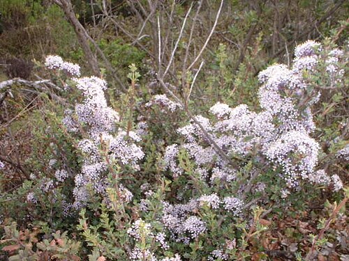 Sonoma ceanothus: Ceanothus sonomensis — Sonoma ceanothus, flower. At Sugarloaf Ridge State Park , Sonoma County, California. Credits "This photo is in the public domain and may