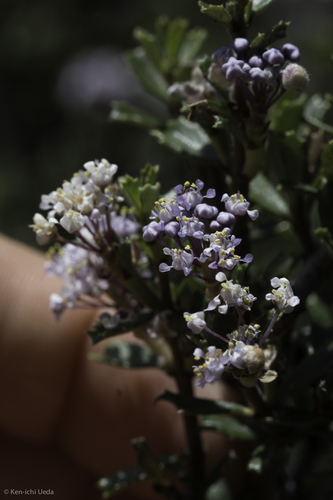 Sonoma ceanothus (Ceanothus sonomensis)