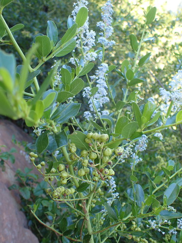 Redheart (Ceanothus spinosus)