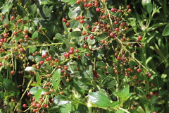 Redheart (Ceanothus spinosus)