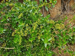 Redheart (Ceanothus spinosus)