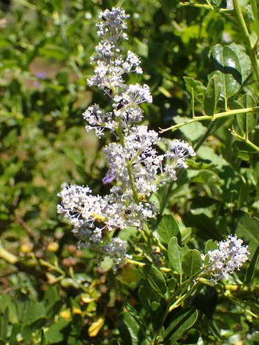 Redheart (Ceanothus spinosus)