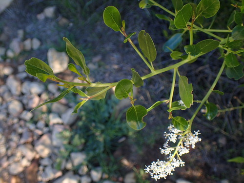 Redheart (Ceanothus spinosus)