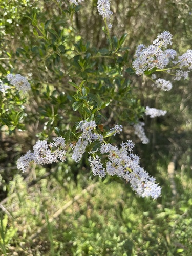 Redheart (Ceanothus spinosus)