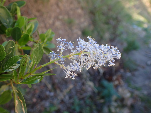 Redheart (Ceanothus spinosus)