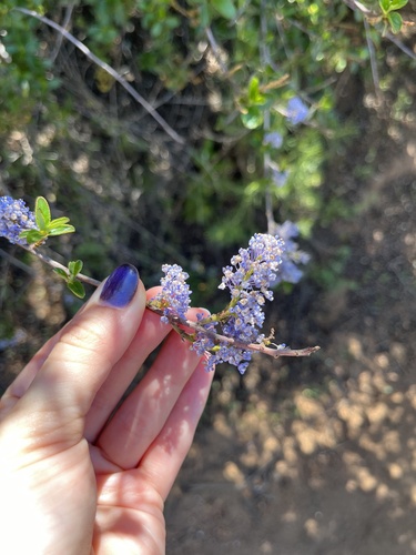 Woolyleaf ceanothus (Ceanothus tomentosus)