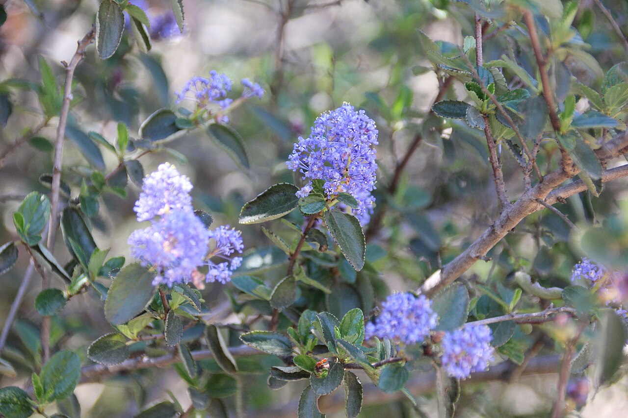 Woolyleaf ceanothus: woollyleaf ceanothus