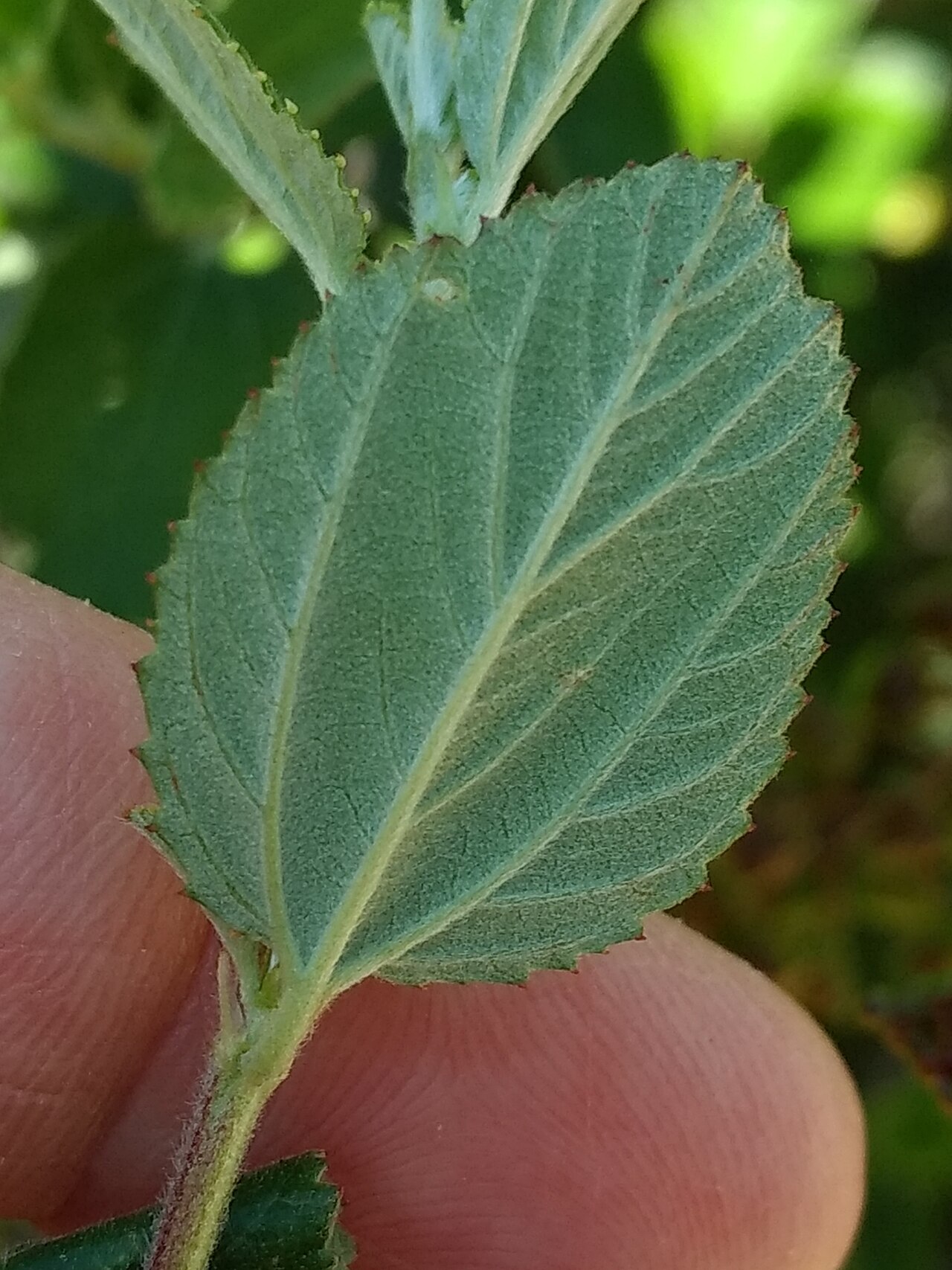 Woolyleaf ceanothus: woollyleaf ceanothus