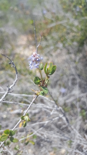 Woolyleaf ceanothus (Ceanothus tomentosus)