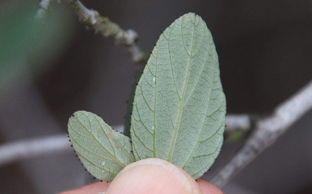Woolyleaf ceanothus: woollyleaf ceanothus