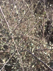 Woolyleaf ceanothus (Ceanothus tomentosus)