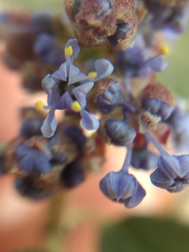 Woolyleaf ceanothus (Ceanothus tomentosus)