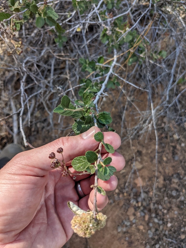 Woolyleaf ceanothus (Ceanothus tomentosus)