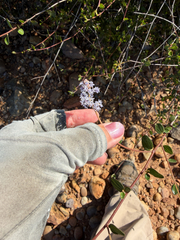 Woolyleaf ceanothus (Ceanothus tomentosus)
