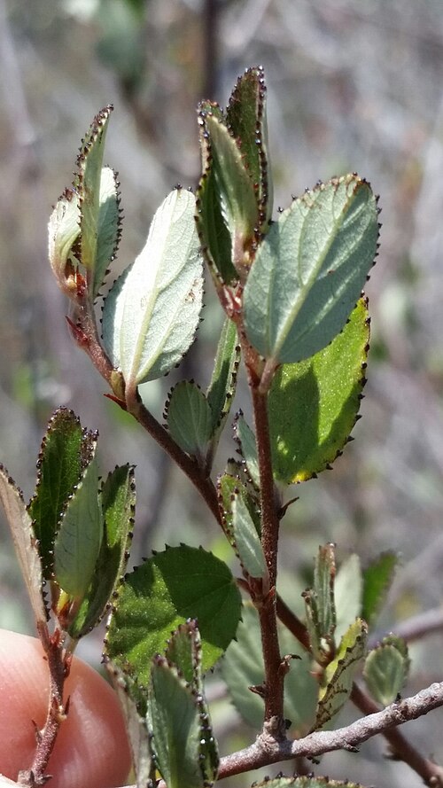 Woolyleaf ceanothus: woollyleaf ceanothus