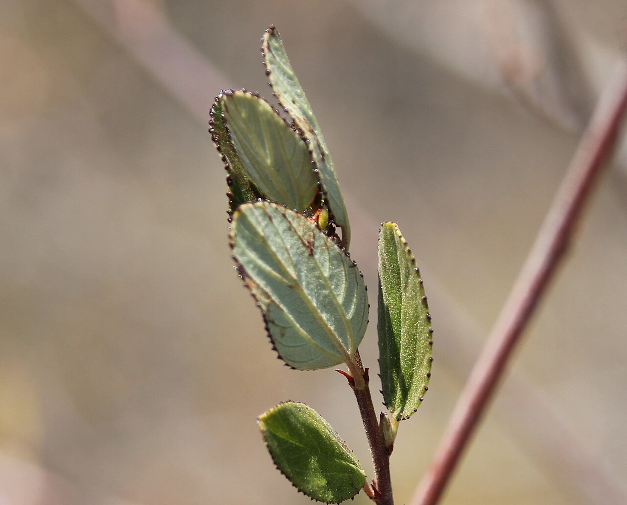 Woolyleaf ceanothus: woollyleaf ceanothus