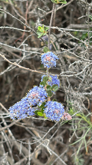 Woolyleaf ceanothus (Ceanothus tomentosus)