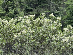 Snowbrush ceanothus (Ceanothus velutinus)