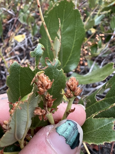 Snowbrush ceanothus (Ceanothus velutinus)
