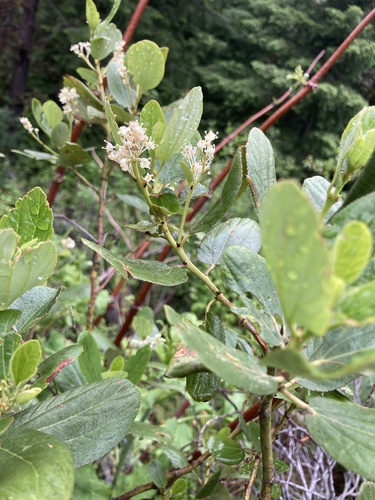 Snowbrush ceanothus (Ceanothus velutinus)