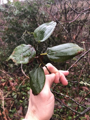 Snowbrush ceanothus (Ceanothus velutinus)