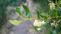Snowbrush ceanothus (Ceanothus velutinus)
