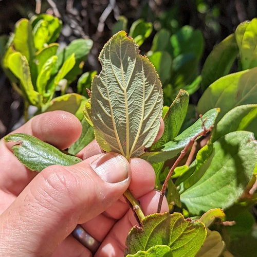 Snowbrush ceanothus (Ceanothus velutinus)
