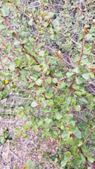 Barranca brush (Ceanothus verrucosus)