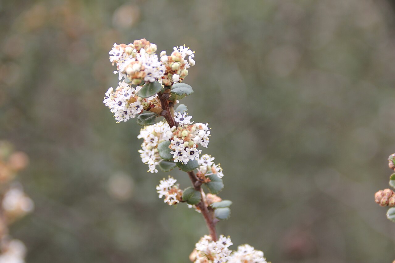 Barranca brush: Wart-stemmed Ceanothus