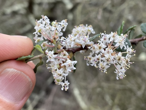 Barranca brush (Ceanothus verrucosus)