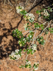 Barranca brush (Ceanothus verrucosus)