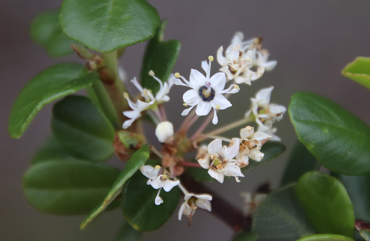 Barranca brush: Wart-stemmed Ceanothus