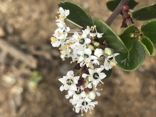 Barranca brush (Ceanothus verrucosus)