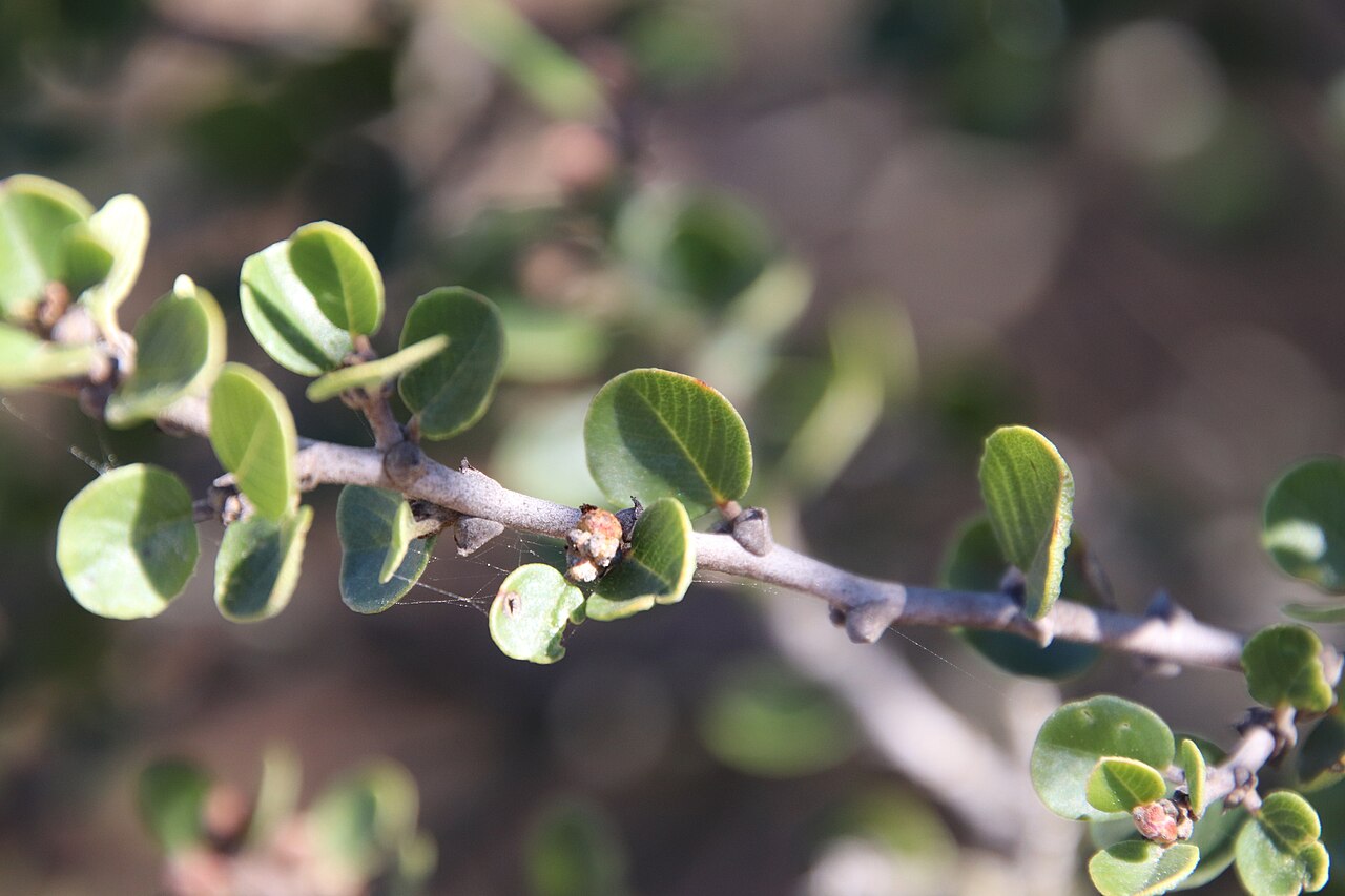 Barranca brush: Wart-stemmed Ceanothus