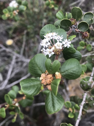 Barranca brush (Ceanothus verrucosus)