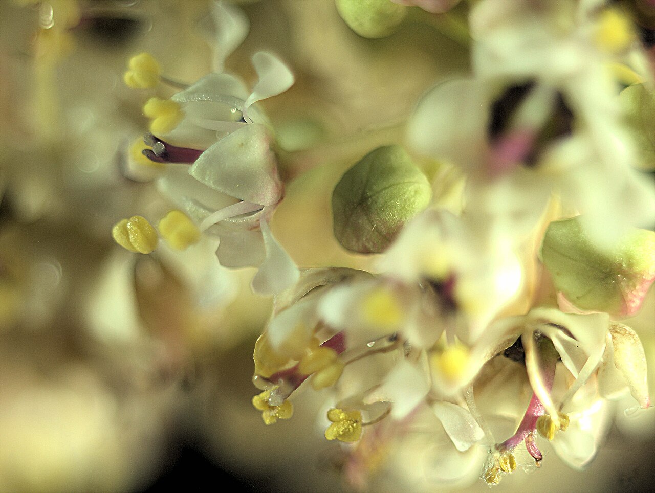 Barranca brush: eanothus verrucosus—wart stem ceanothus. Photo is one of a series of extreme closeups of ceanothus. Photographed with Olympus Pen E-PL1 with Canon 50mm FD macro